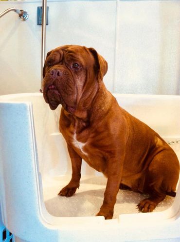 Green bulldog dog hot sale wash and spa